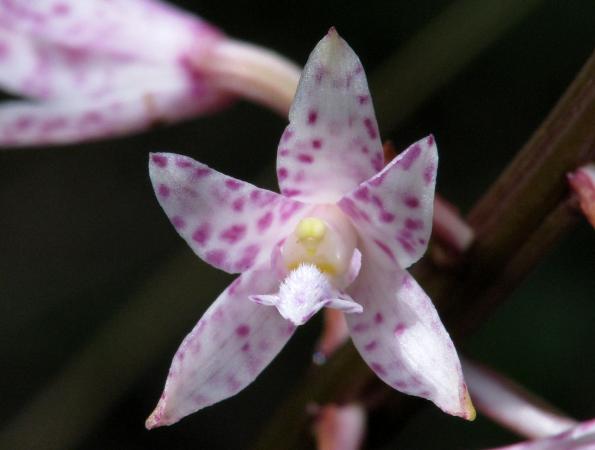 Dipodium pardalinum - Spotted Hyacinth Orchid.jpg